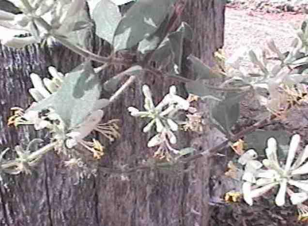 Lonicera subspicata denudata is great for a bird garden and a butterfly garden