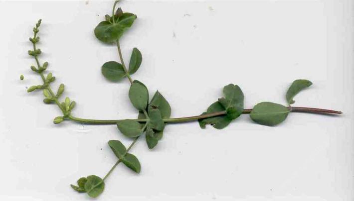 Lonicera interrupta. This coastal form of Chaparral Honeysuckle