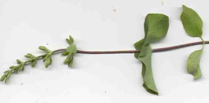 Lonicera interupta. This Sierra form of Chaparral Honeysuckle