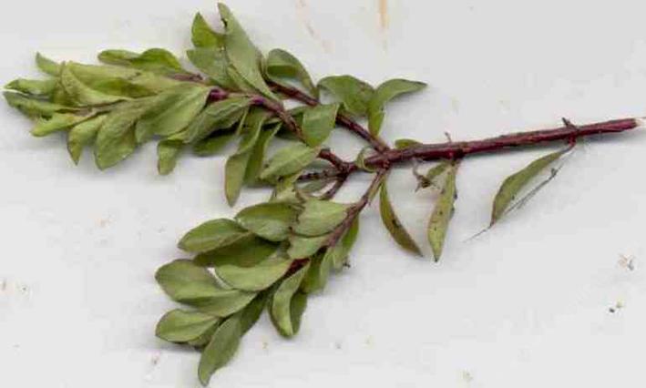 Lonicera denutata, the San Diego honeysuckle.