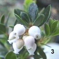 Arctostaphylos Emerald Carpet tolerates full sun, part sun, and clay.