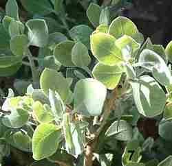 Arctostaphylos La Panza tolerates full sun, part sun, sand, and clay.