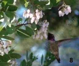 Arctostaphylos Mama Bear Manzanita tolerates full sun, part sun, sand, clay, serpentine, and deer.