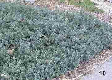 Arctostaphylos Pacific Mist tolerates full sun, part sun, and sand.