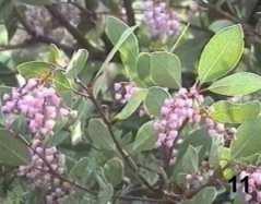 Sonoma' manzanita has large pink flowers
