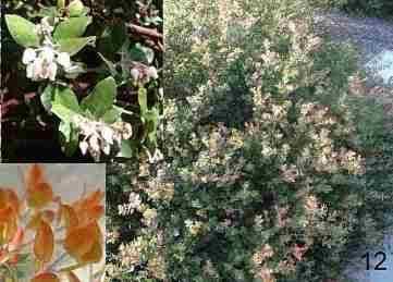 Arctostaphylos Sunset Manzanita tolerates full sun, sand, and clay.
