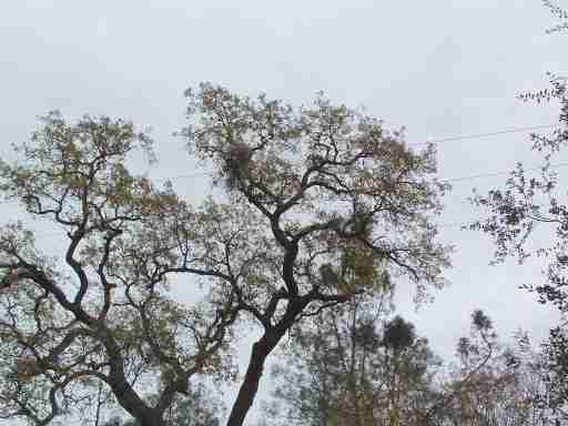 Valley oak