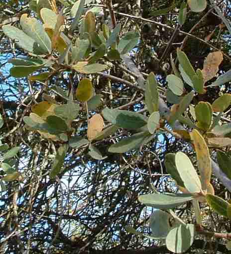 Sometimes Blue Oak Leaves are entire.