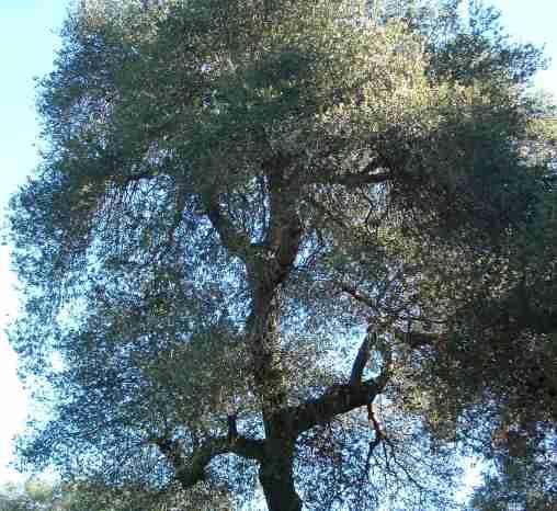 coast live oak, Quercus agrifolia