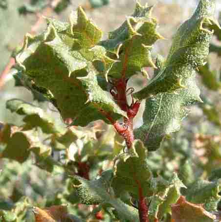 Notice the rolled under margins of the leaves.