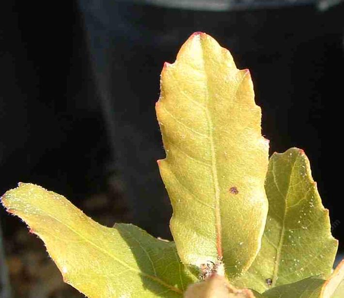 Engleman oak leaf