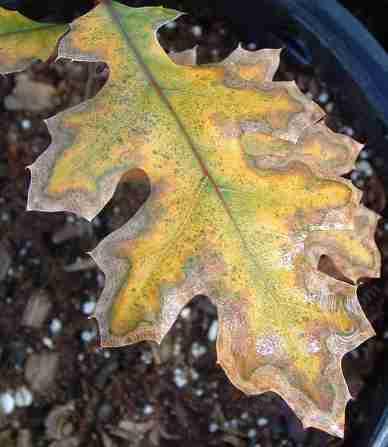 A Kellog Oak leaf