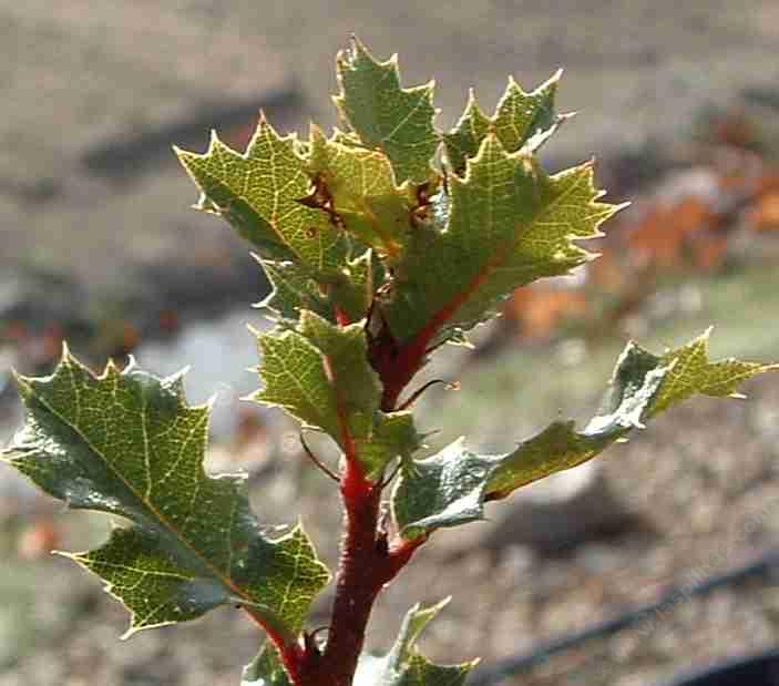 A scrub oak from southern California