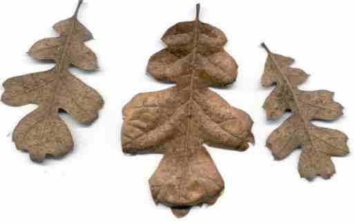 Click for more about Oregon Oak