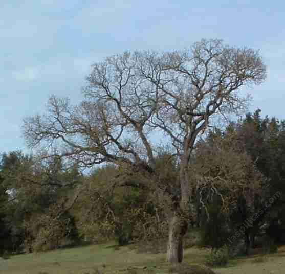 Valley Oak