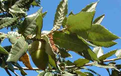 Island Oak