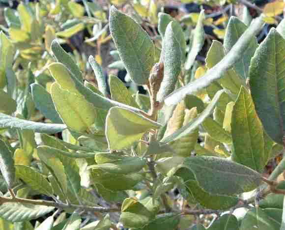 Tan Bark Oak