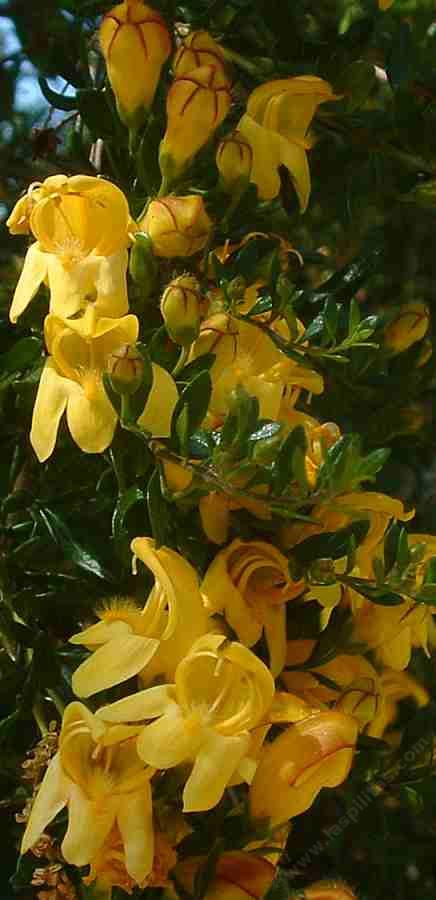 Keckiella antirrhinoides is great for a bird garden and a butterfly garden.