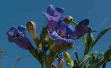 Penstemon azureus tolerates full sun, part sun,and deer.