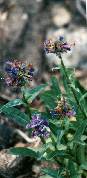 Penstemon heterodoxus is great for a bird garden and a butterfly garden.