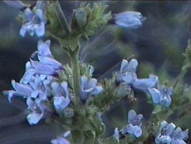 Penstemon rattanii tolerates full sun,and part sun.