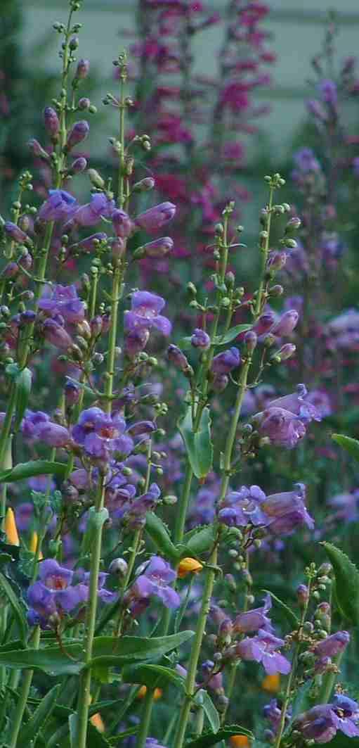Penstemon spectabilis is great for a bird garden and a butterfly garden.