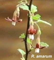 Ribes amarum tolerates part sun, full shade, sand, clay, seasonal flooding, and deer.