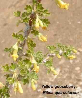 Ribes quercetorum tolerates full sun, part sun, clay, and seasonal flooding.
