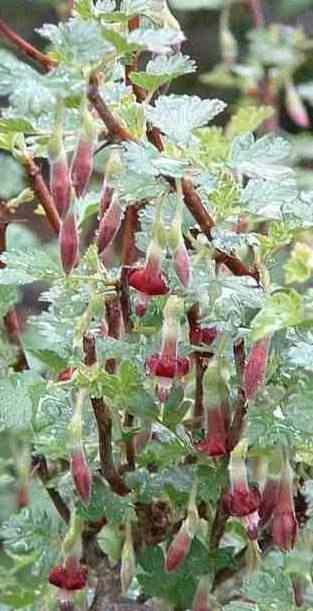 Ribes roezlii Mauve Fountain tolerates full sun, part sun, full shade, seasonal flooding, and deer.