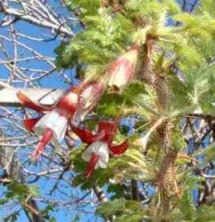 Ribes sericeum tolerates part sun, full shade, sand, and deer.