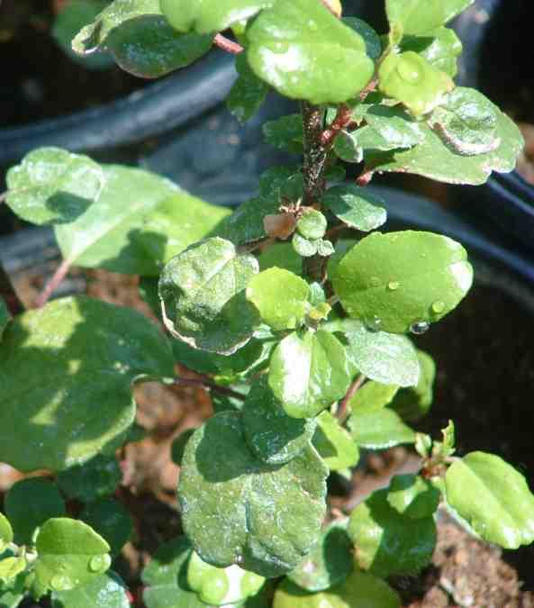 Ribes viburnifolium tolerates part sun, full shade, clay, and deer.