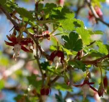 Hummingbirds like ribes californicum