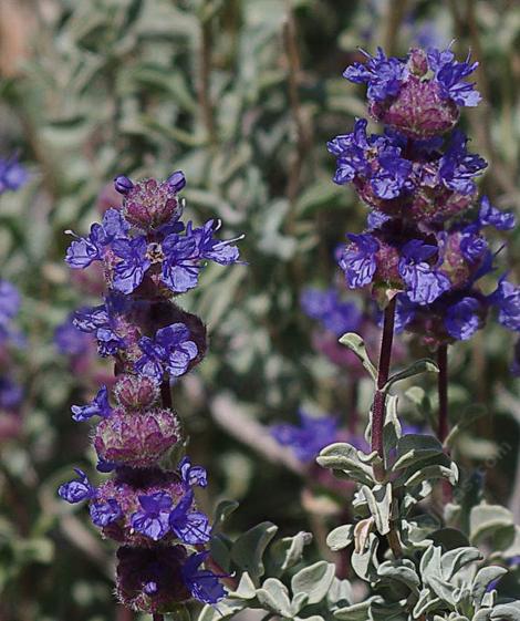 Salvia dorrii, Desert sage or Purple Sage flowers. - grid24_12