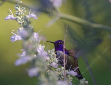 A Costa hummingbird on a compact white sage. - grid24_12