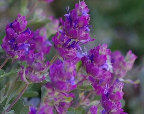 Salvia pachyphylla - blue sage, Rose Sage, thick leaved sage, Giant-flowered purple sage, Mountain Desert sage,. The flowers are not that giant, it's the purple bracts that are glorious. California sages are amazing. - grid24_12