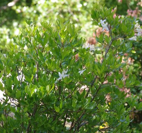 Rhododendron occidentale (Western Azalea) bush - grid24_12