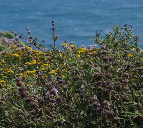 Here is Salvia mellifera repens on a coastal bluff. - grid24_12