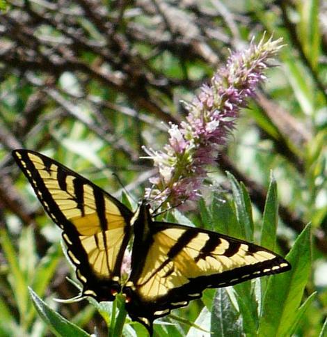 Horse Mint with a Tiger Swallowtail, no horse required - grid24_12