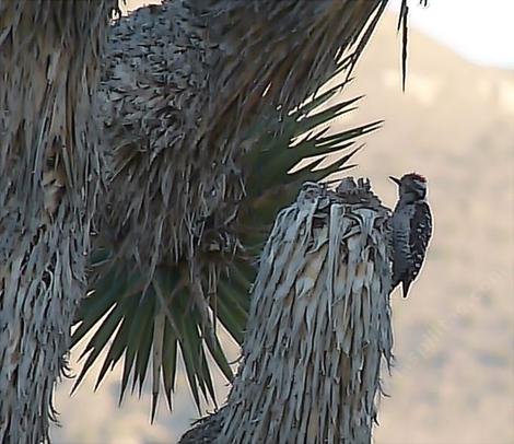 Ladder-backed Woodpecker, Picoides scalaris on a Joshua Tree - grid24_12