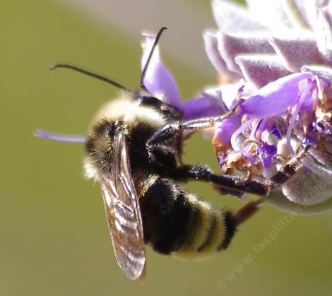Bombus californicus is native to California to British Columbia and east to Colorado.  - grid24_12