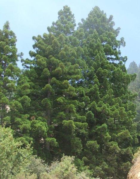 Young Coast Redwood, Sequoia sempervirens along the Big Sur Coast - grid24_12