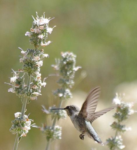 This little Hummingbird was watching as I took his picture on the Salvia apiana compacta. Native plants can bring life to you garden, naturally. - grid24_12