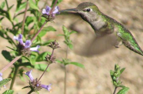 This Anna Hummingbird was working the Salvia munzii, which I keep misspelling munzesii. - grid24_12