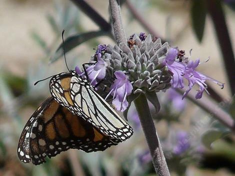 A Monarch Butterfly on Salvia Vicki Romo - grid24_12