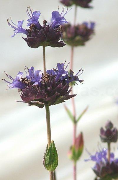 Salvia Carl Neilson is a hybrid sage with blue flowers and dark green foliage. - grid24_12