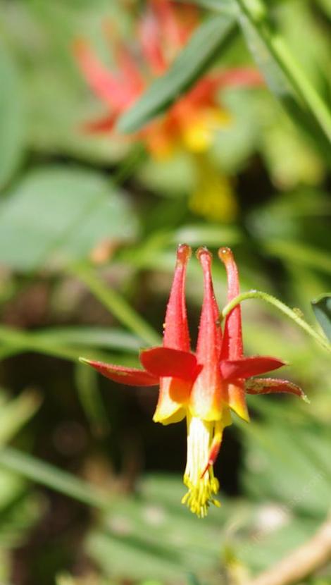 Western Columbine was on the edge of a meadow at 7400 ft, 2100 meters in the Sierras but grows fine in most native gardens. This native plant is easy to grow in a shady conventional garden. - grid24_12