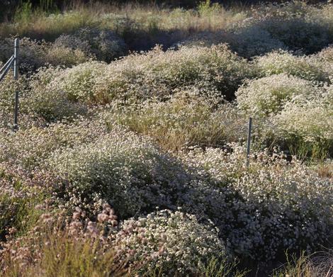 California Buckwheat as a ground  cover. No extra water. Native plants are beautiful.  What would a non-native plant look like with no water in midsummer? - grid24_12