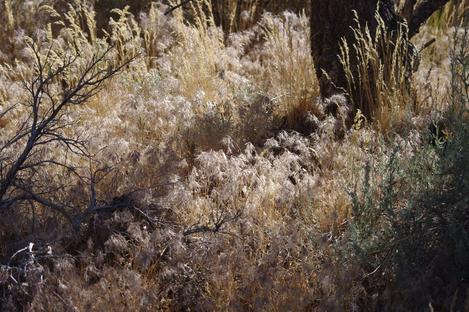 Bromus tectorum, (Anisantha tectorum), Cheatgrass Downy Brome June Grass - grid24_12