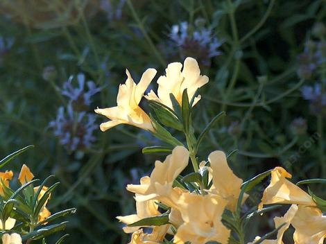 This California native plant photo is one of the most frequently stolen images on the web. Agoura Monkey flower with Salvia clevelandii Alpine along the driveway in 2003. - grid24_12