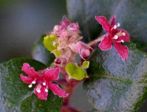 Evergreen  currant  or Catalina perfume  flowers. - grid24_12